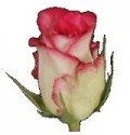 ΤΡΙΑΝΤΑΦΥΛΛΑ ΔΙΧΡΩΜΑ ΡΟΖ 60εκ ROSEN DOUBLE  DATE 60cm